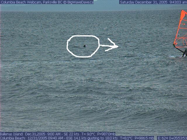 SeaLion chasing Windsurfer
