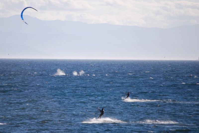 Whales!
Darrell McKay's friend's pic
