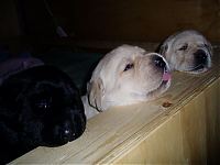 Puppies Week 3 #3 054.jpg