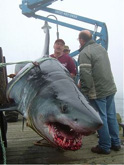 Great White on South Vancouver Island.jpg