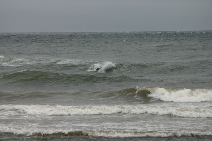 Sealion showing the windsurfers whats up
