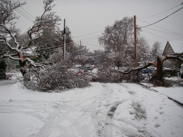 Mayhem on Chapman
Two trees exploded blocking the road. Cherries still on both!
