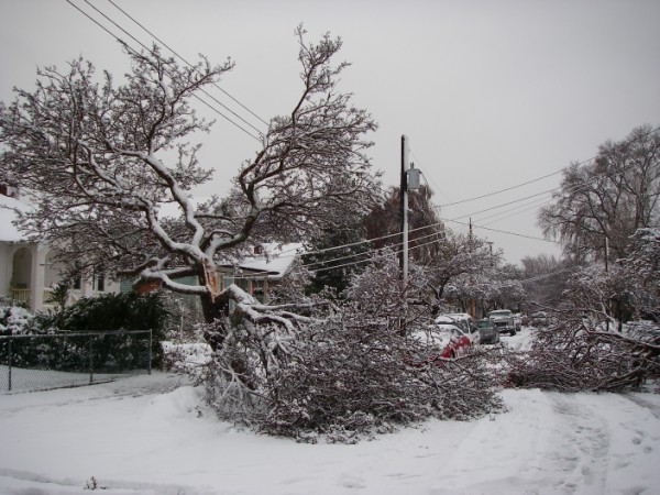 Too Much
One of two trees that had too much snow...
