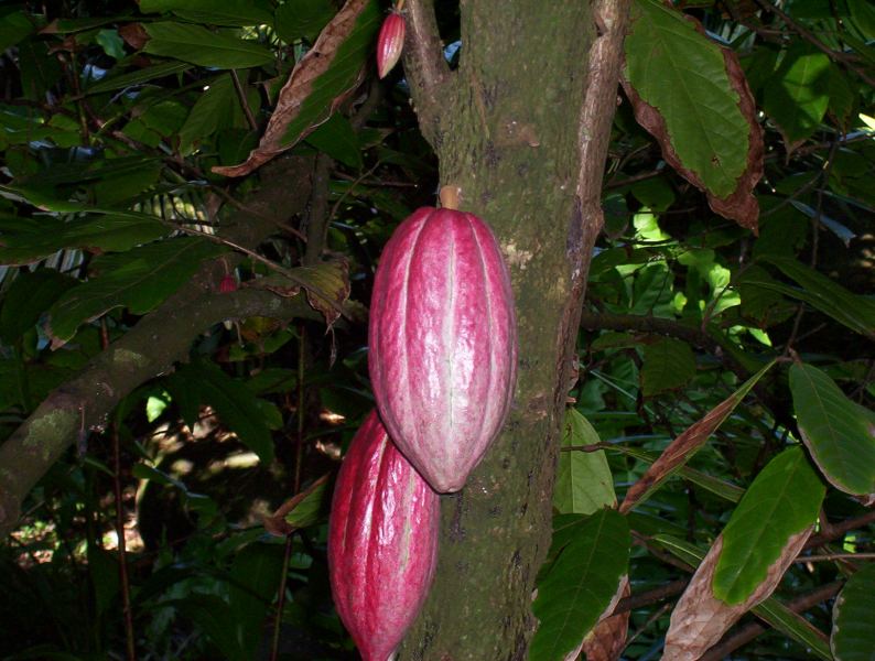 Cocoa Pods
