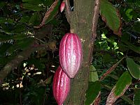 cococa pods.jpg