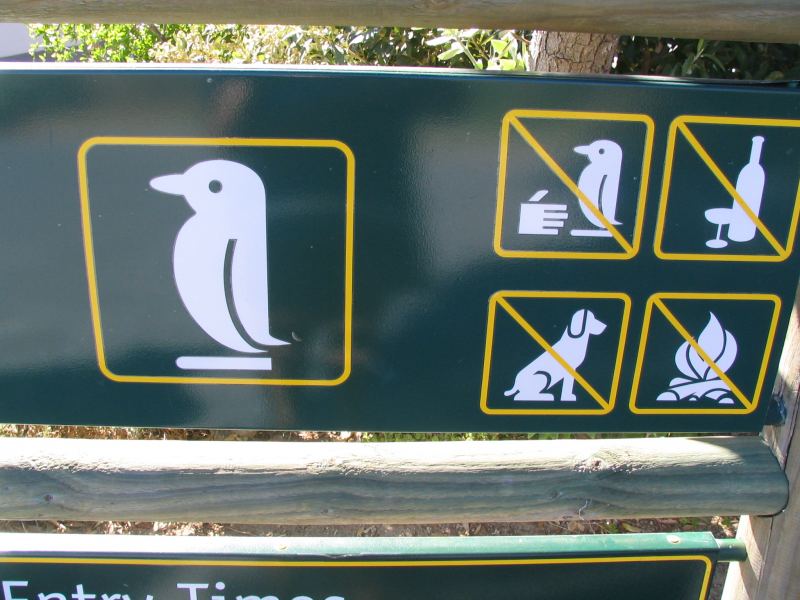 Native SA Penguins, Cape Town
