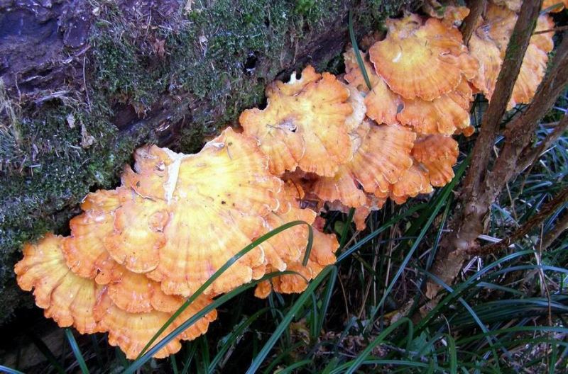 Chicken Mushroom
