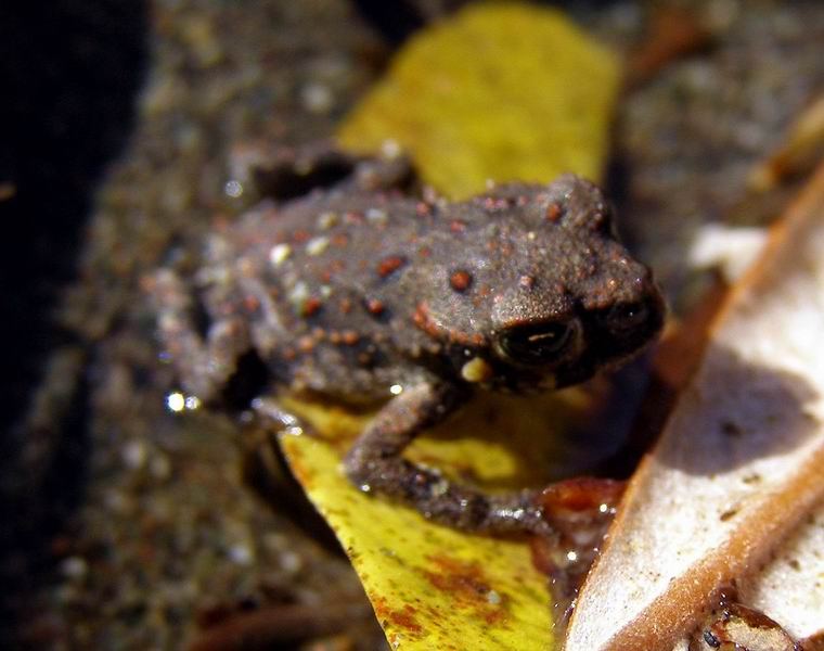 Dwarf Toad, macro shot
These Toads are only about one centimeter long fully grown !
