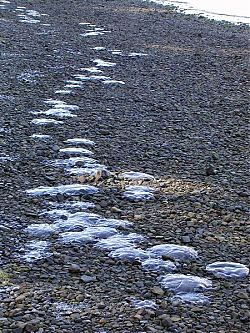 0509-Nit-E-Jellyfish on beach.jpg