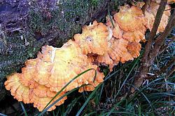 0609-E-Nit-Chicken Mushroom 1.jpg