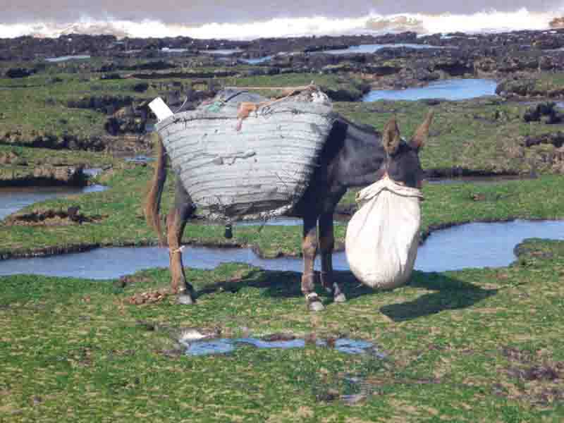 Reef_at_Low_Tide.jpg