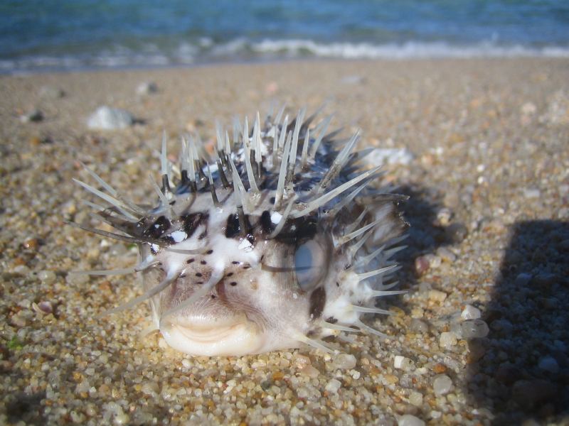 Watch your feet on these guys in Baja!
