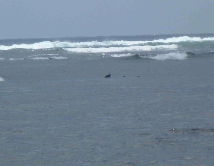 wading with lemon sharks
2 of 2 tourist attractions on Sal
