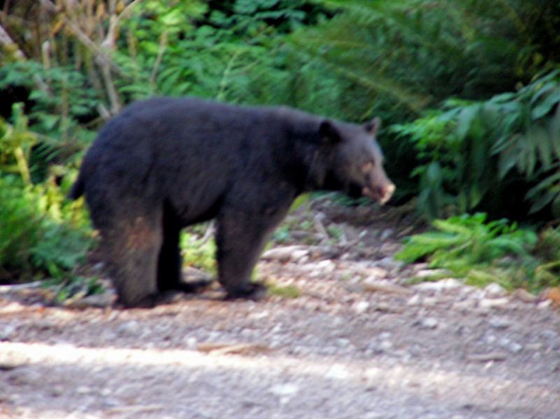 Cheese eating bear
What type of people bring 2 family size bricks of cheese, a six pac of yogurt and a box of cheese strings camping with them? 
