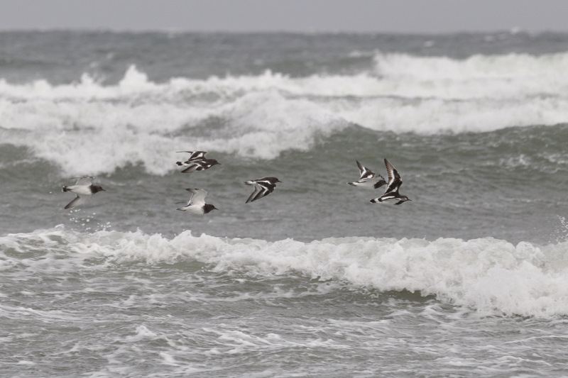 Black turnstones
