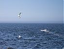 0808070049BWD_windsurfer.jpg